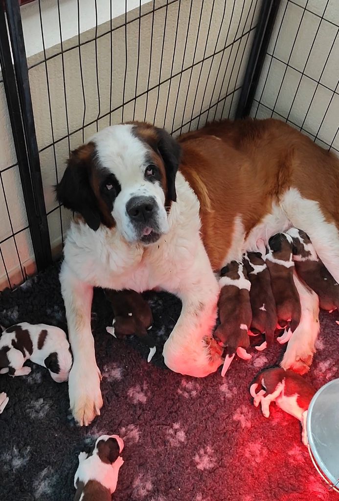 De La Ferme Des Trois Lacs - Chien du Saint-Bernard - Portée née le 18/11/2022