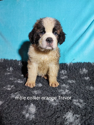 CHIOT 5 travor