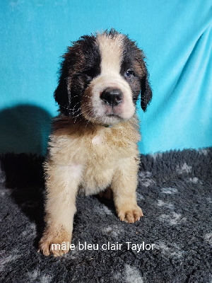 CHIOT 3 taylor