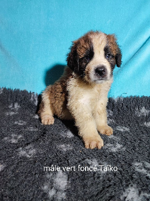 CHIOT 4 taïko