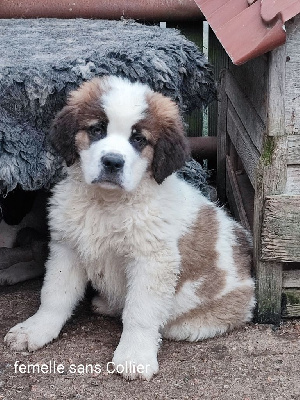 CHIOT 7