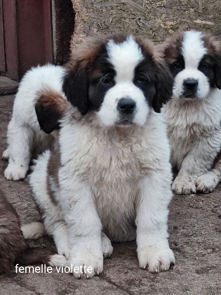 De La Ferme Des Trois Lacs - Chiots disponibles - Chien du Saint-Bernard