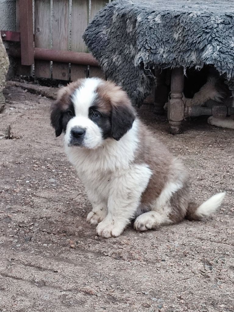 De La Ferme Des Trois Lacs - Chiots disponibles - Chien du Saint-Bernard