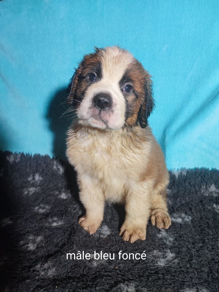 De La Ferme Des Trois Lacs - Chiots disponibles - Chien du Saint-Bernard